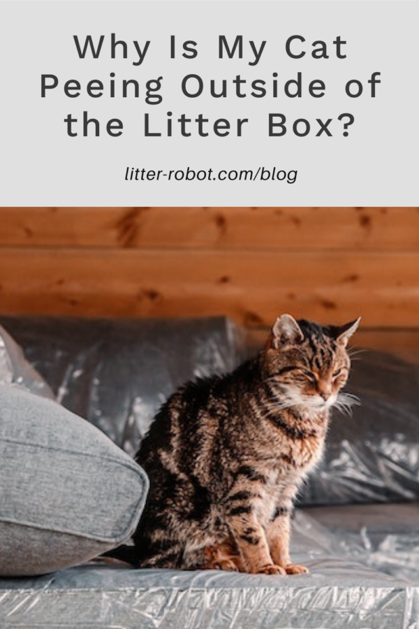 brown tabby cat sitting on couch covered in plastic - why is my cat peeing outside of the litter box?