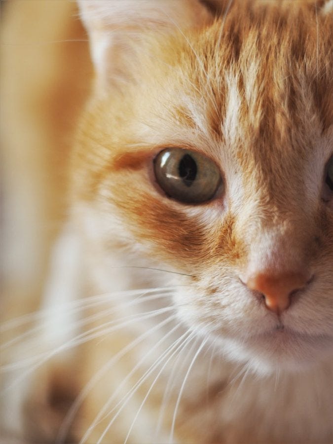 orange tabby cat with eye redness - how to spot cat eye infections