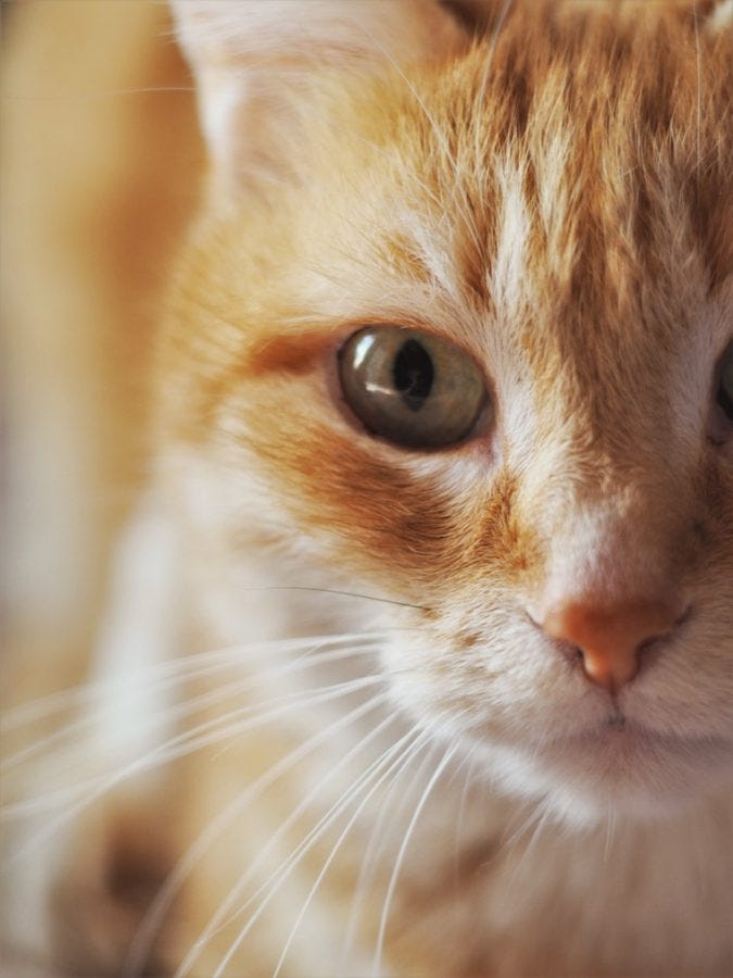 How to Treat Your Cat's Eye Infection at Home