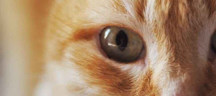 How To Spot Cat Eye Infections