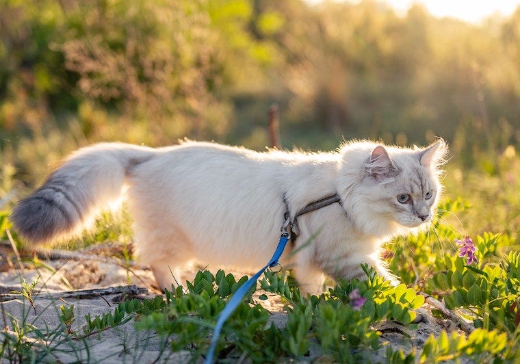 long-haired white cat walking outside with a leash on