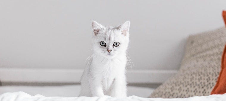 How To Choose a Kitten Litter Box