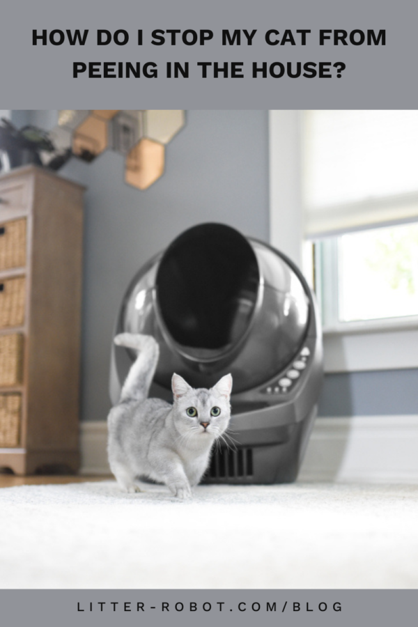 white munchkin cat in front of grey Litter-Robot - how do I stop my cat from peeing in the house?