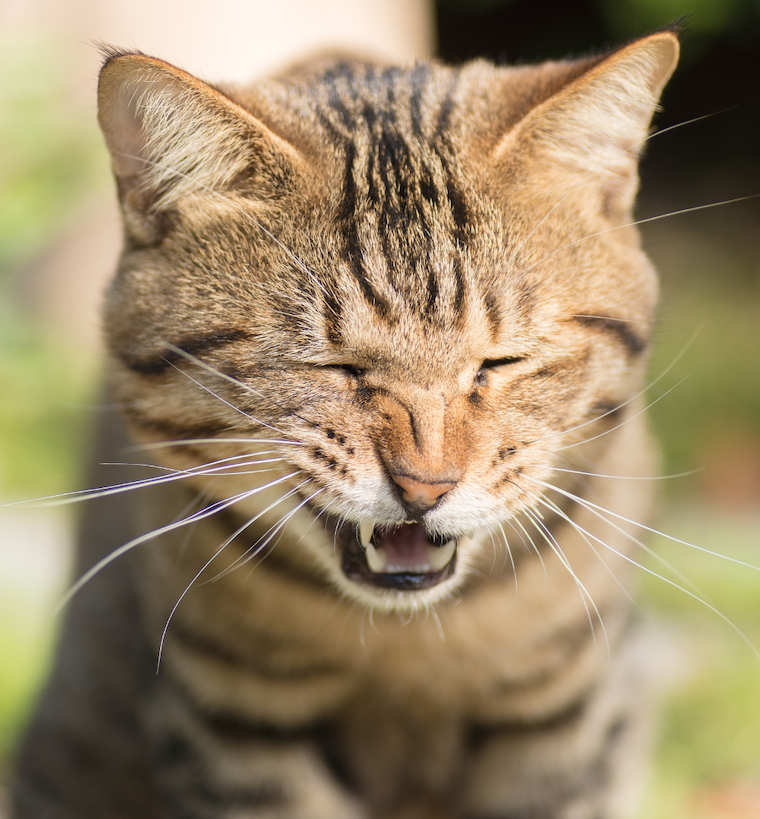 brown tabby cat sneezing