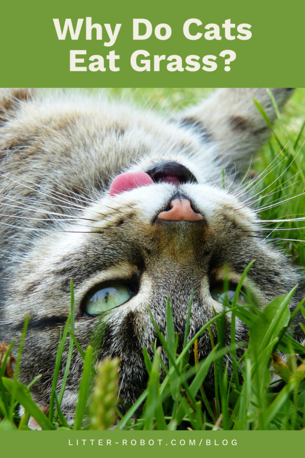 tabby cat lying in the grass with tongue out - why do cats eat grass?