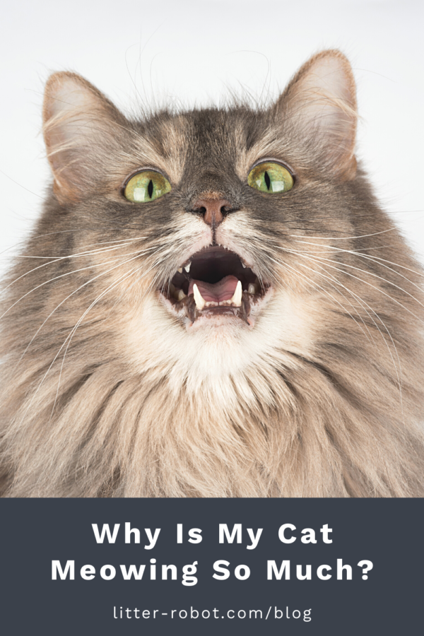 Why Is My Cat Meowing a Lot Suddenly? - Catster