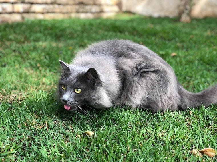 long-haired grey cat sitting on the lawn with tongue out - why do cats eat grass?