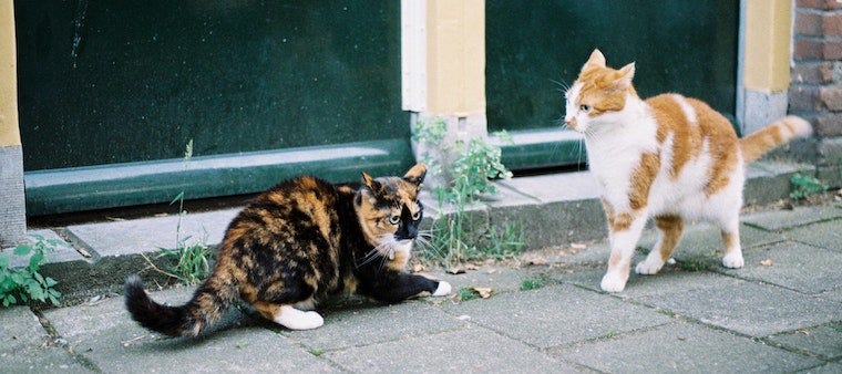 tortie cat and orange tabby cat play fighting