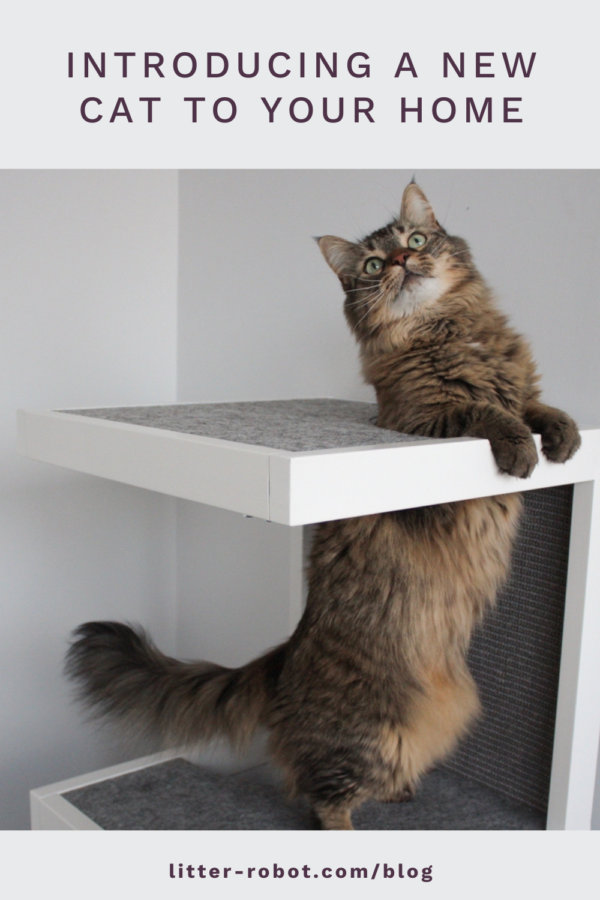 Maine Coon cat standing on a cat tower - introducing a new cat to your home