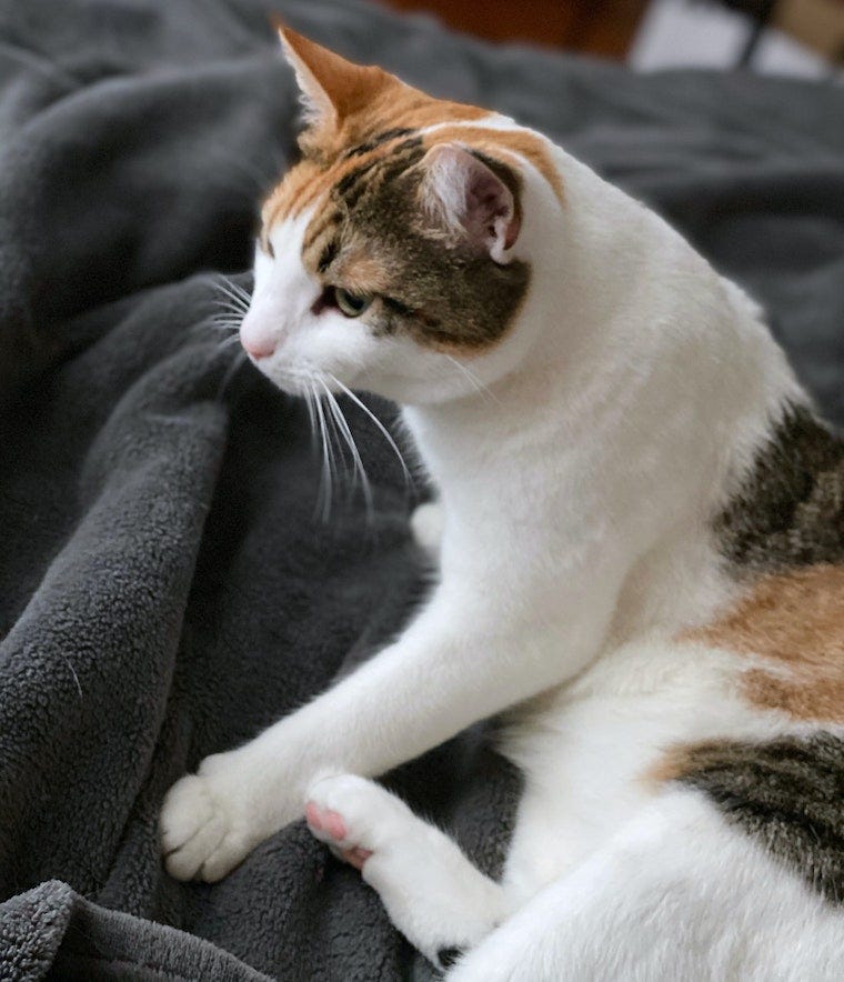 calico cat kneading on a blanket