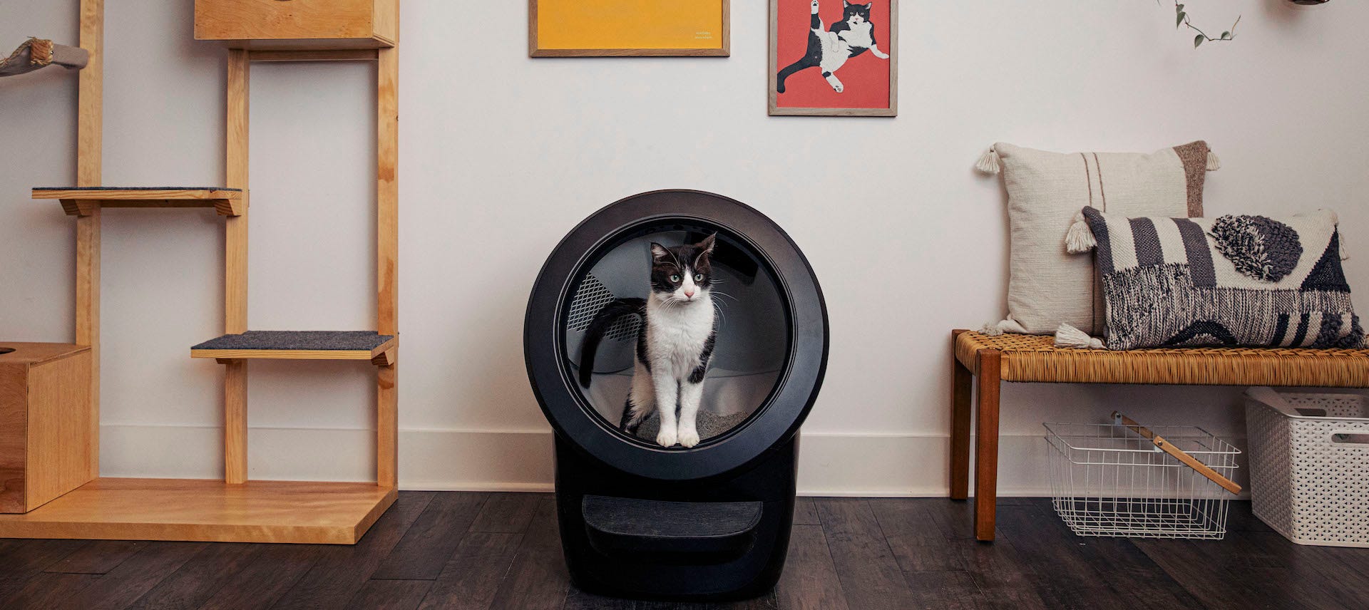 black and white cat inside black Litter-Robot 4