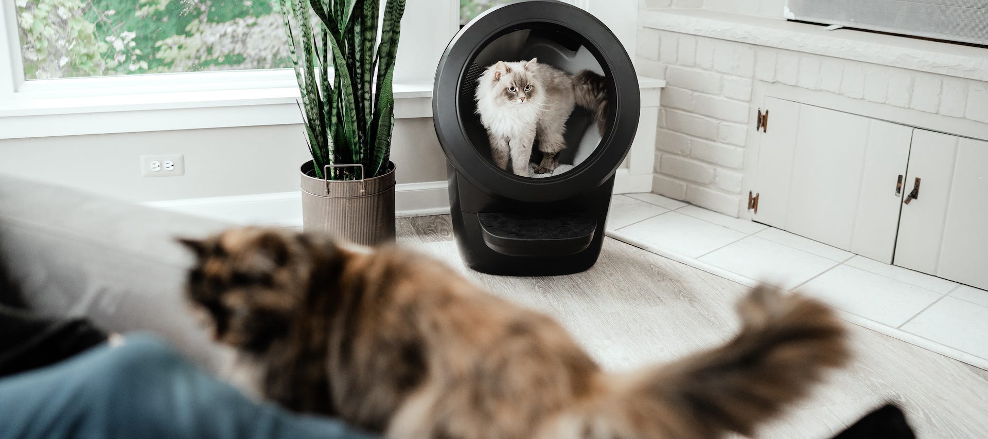Siberian cat using Litter-Robot 4 with cat in foreground