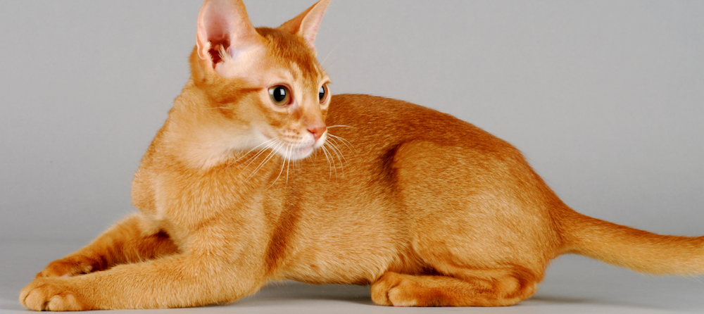 Abyssinian cat looking over shoulder