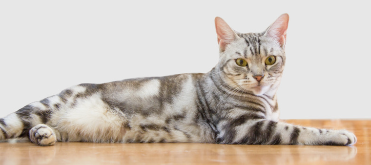 American Shorthair cat lying on floor
