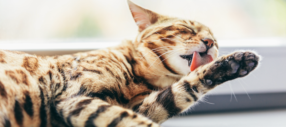 Bengal cat licking paw