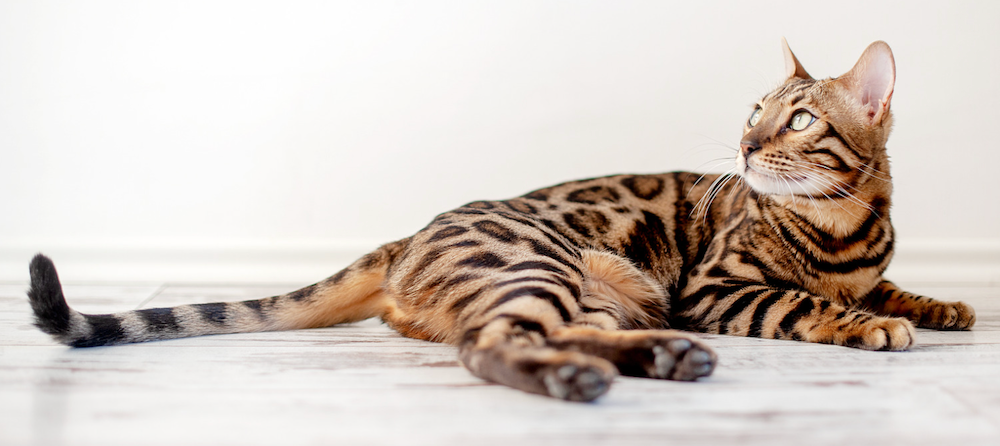 brown bengal cat lying down