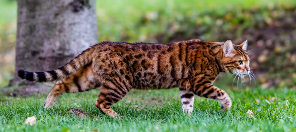 Bengal cat stalking through grass