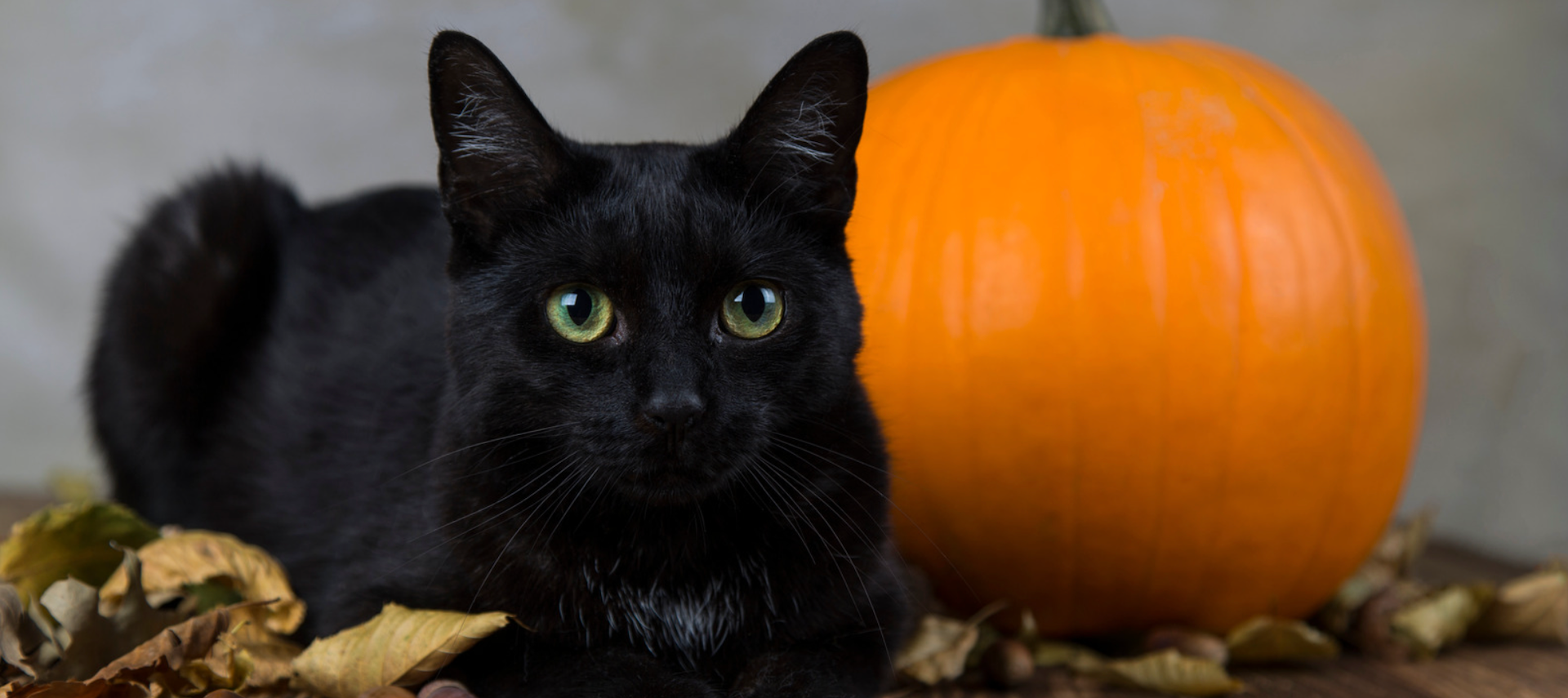 black cat sitting next to pumpkin