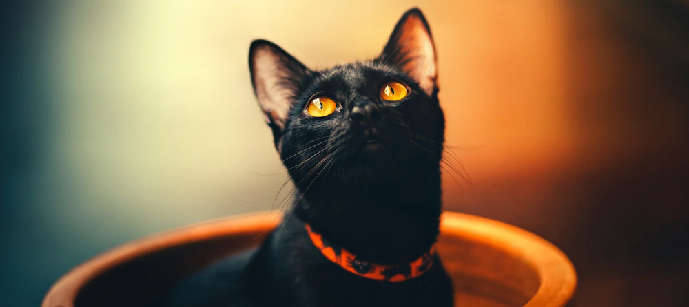 Bombay cat looking up