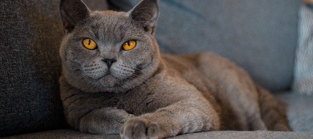 British Shorthair cat lying on couch