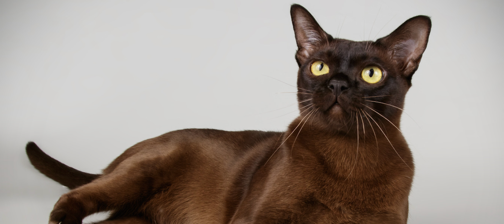 sable Burmese cat with yellow eyes