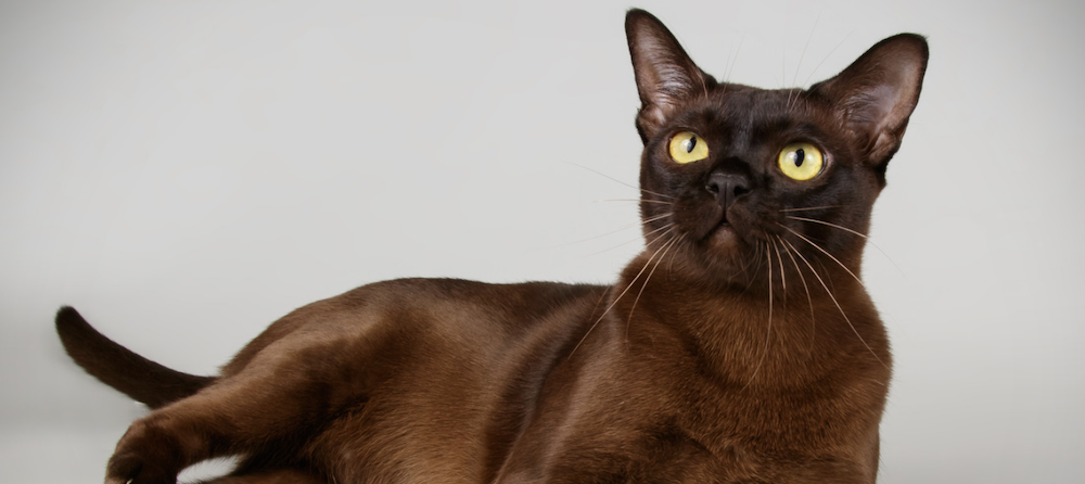 are burmese cats like dogs