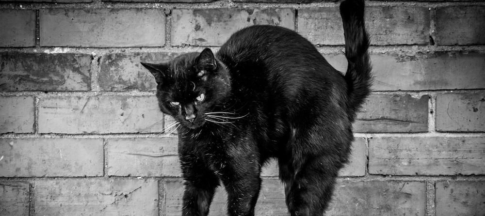 black cat arching back