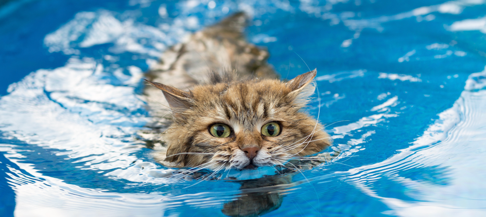 9 Cats That Like Water (& Why Most Hate It)