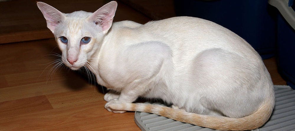 Shorthair Cat Breeds