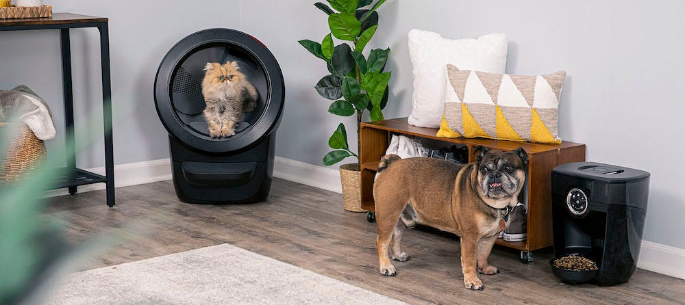 Persian cat using Litter-Robot with bulldog nearby