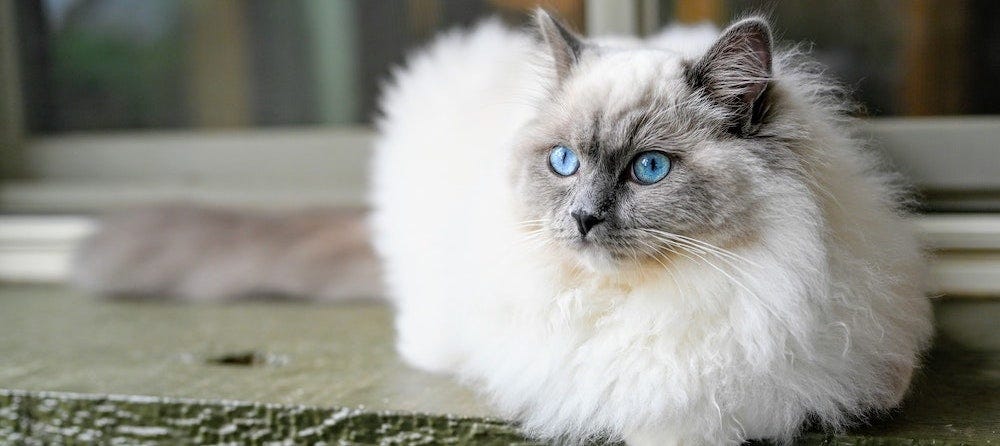 Ragdoll Cat Breed: History, temperament and care of the Ragdoll cats