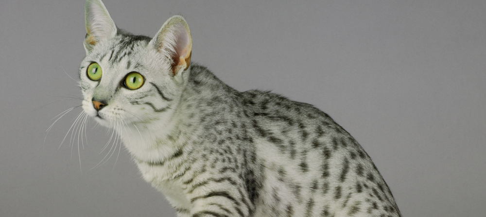 silver Egyptian Mau cat