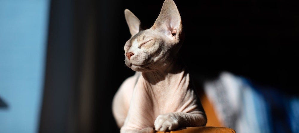 Sphynx cat sun-bathing