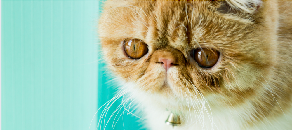 Exotic Shorthair Lifespan: How Long Do Exotic Shorthairs Live? |  Litter-Robot