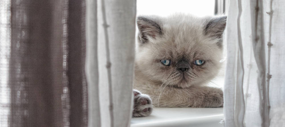 Exotic Shorthair cat sitting behind window curtains