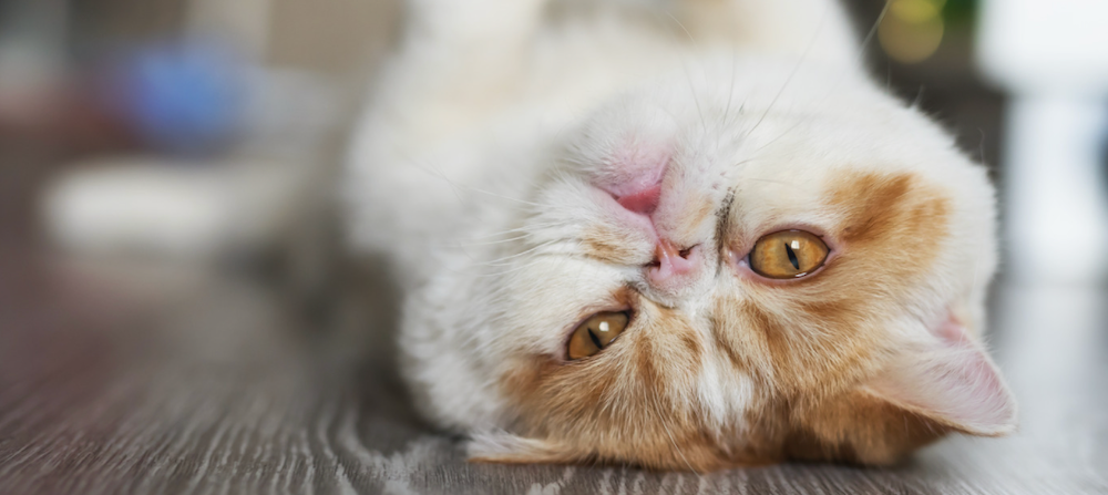 orange and white Exotic Shorthair cat lying upside down