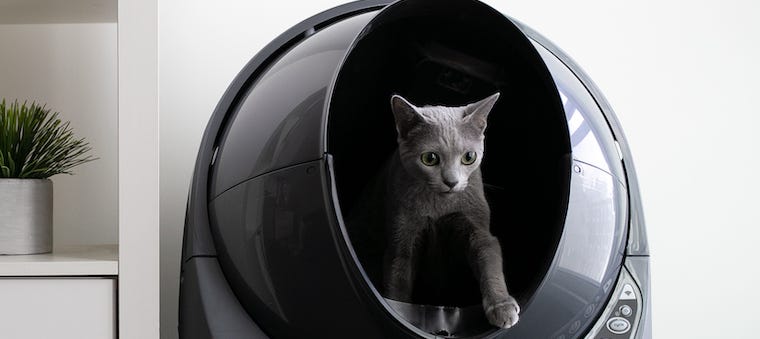 grey cat inside grey Litter-Robot