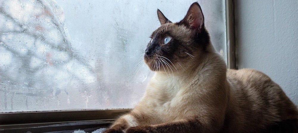 Siamese cat looking out window