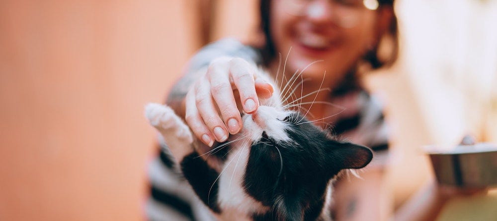 tuxedo kitten playing with woman's hand