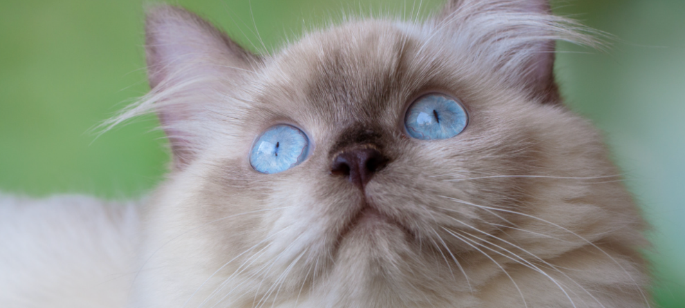 Himalayan cat with blue eyes