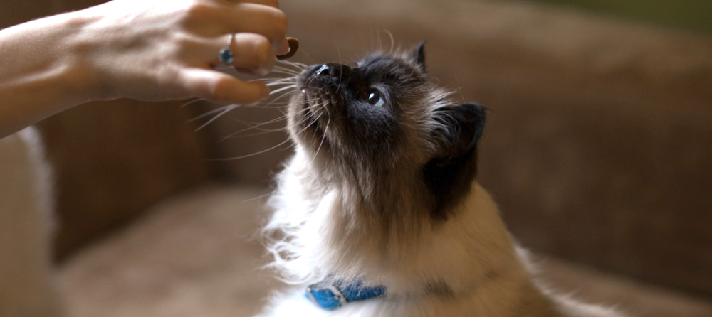 Himalayan cat sniffing hand with treat