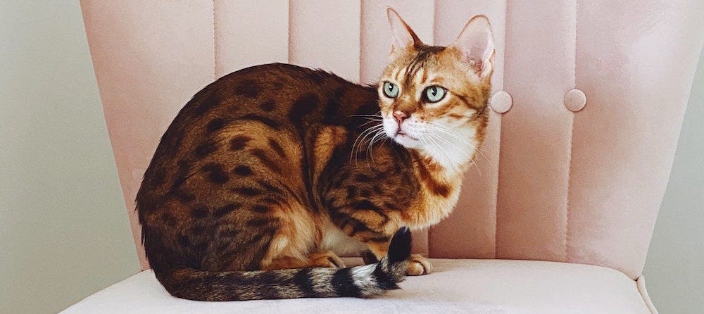 Bengal cat sitting on pink chair