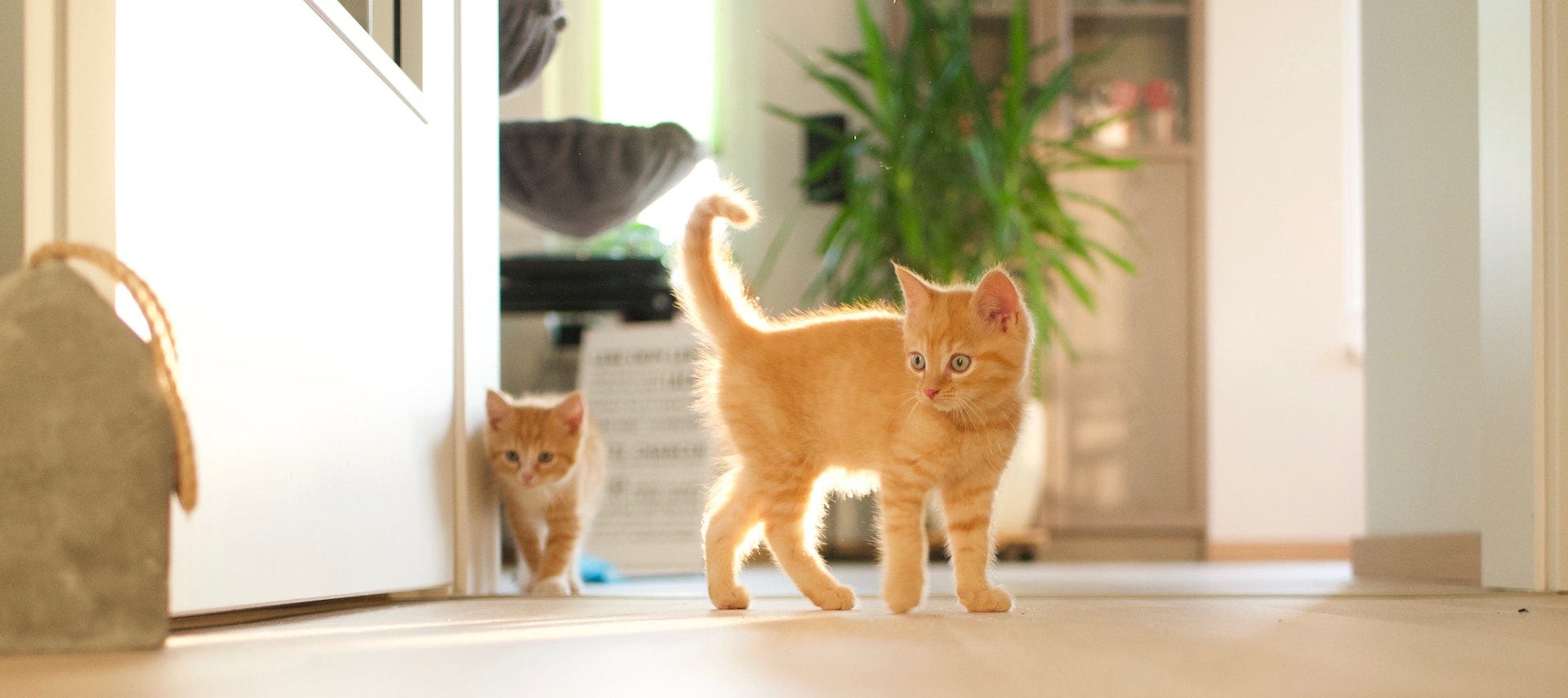 two orange tabby kittens