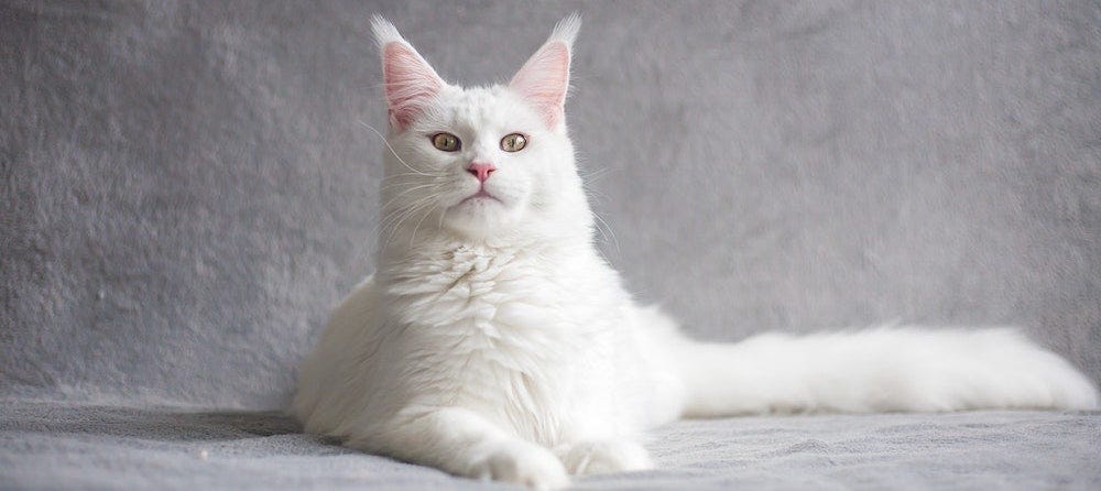 white Maine Coon cat