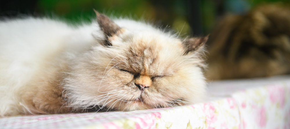 Persian cat sleeping