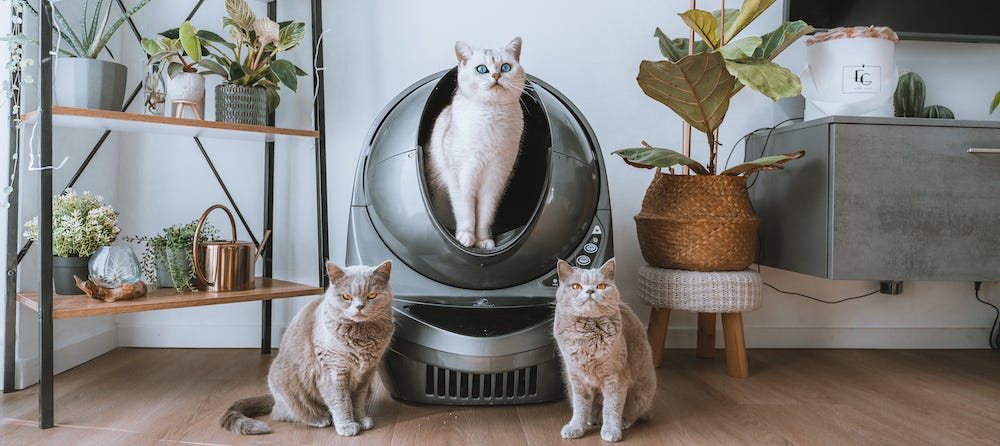 Three British Shorthair cats with Litter-Robot