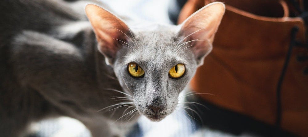 grey Oriental Shorthair cat
