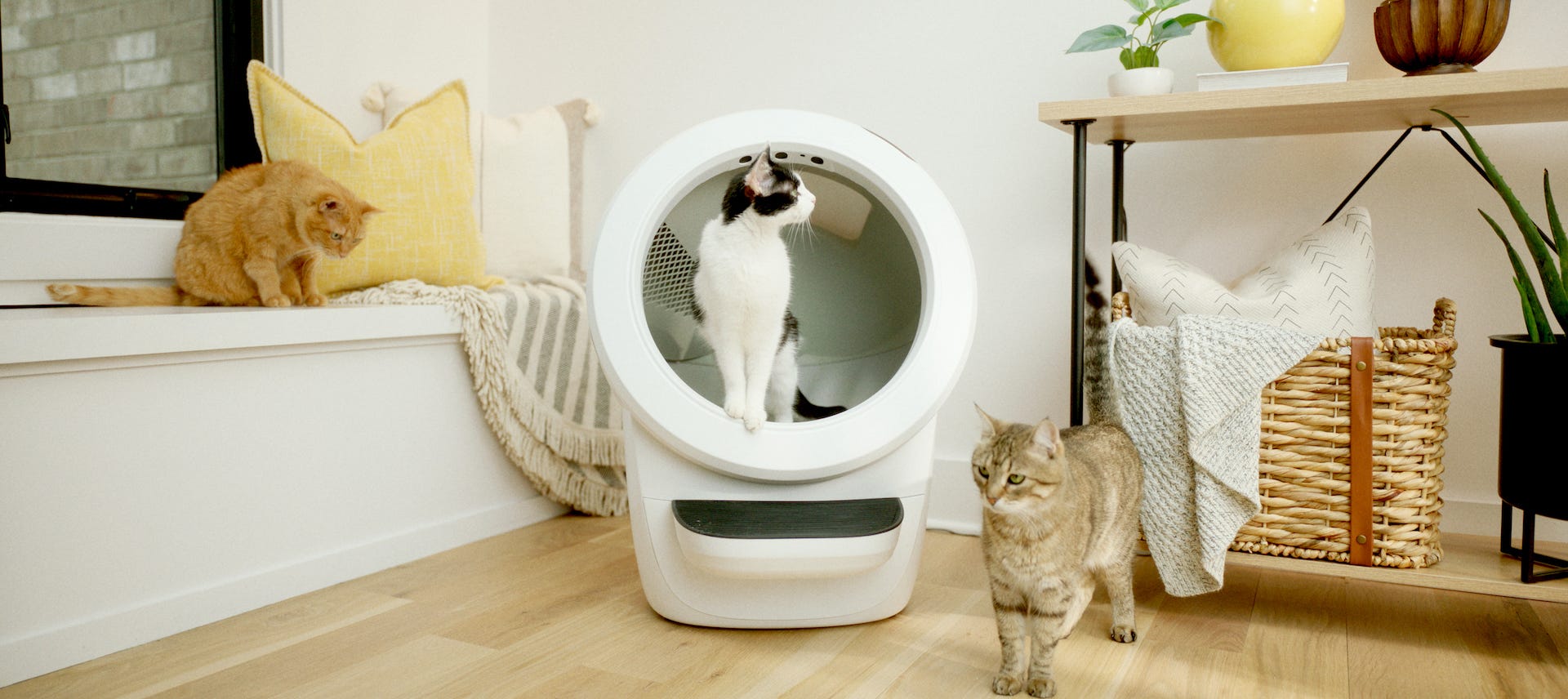 3 cats with self-cleaning litter box, Litter-Robot 4