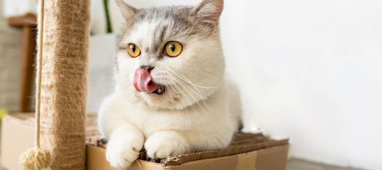 Munchkin cat licking mouth