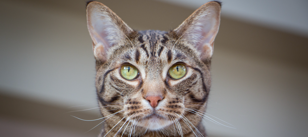brown Ocicat with green eyes